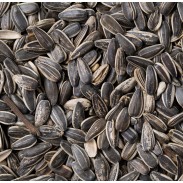 Sunflower Seeds In Shell Roasted